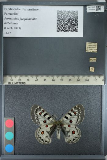 Media type: image;   Entomology 174648